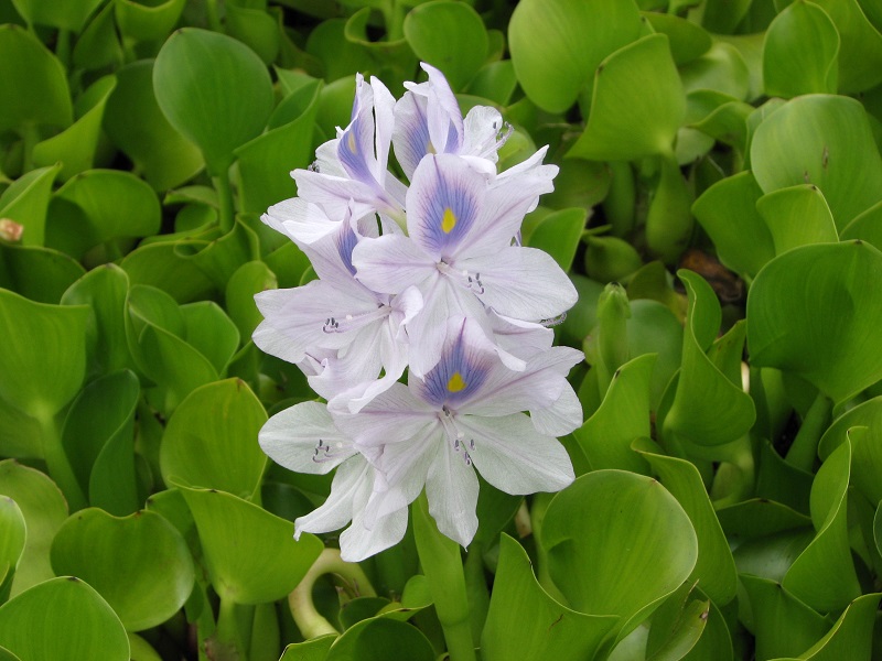 Hoa có màu tím nhạt với một mảng màu tím đậm hơn và đốm màu vàng ở cánh hoa phía trên. Có nhiều hoa mọc trên một thân cây. Nếu thấy Lục bình (water hyacinth), xin gọi cho 136 186 để được dẹp bỏ miễn phí. 