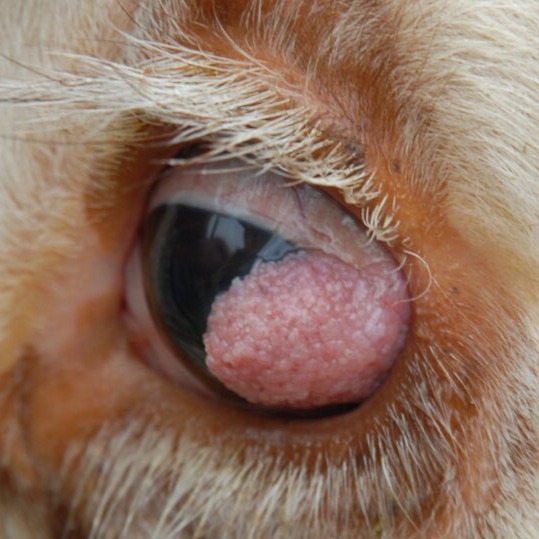 Close up of a cow’s eye with a large cancer covering a significant part of the iris. The cow has light coloured hair and white eyleashes.