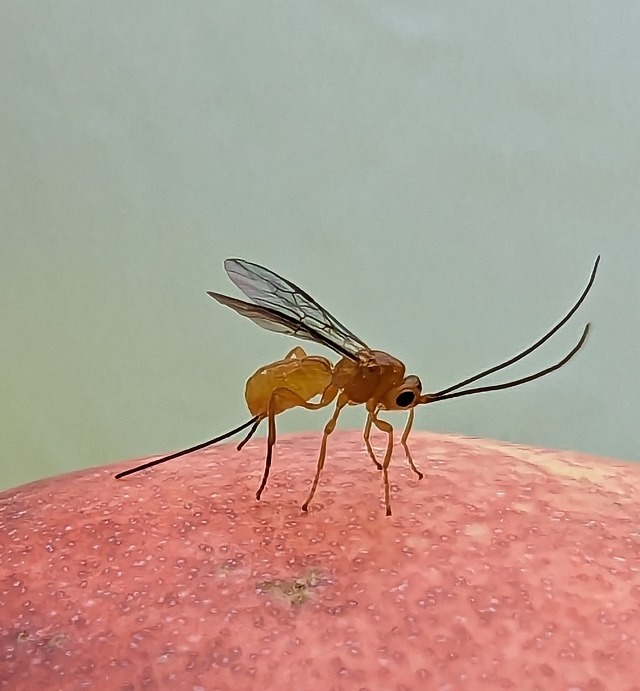 parasitiod Diachasmimorpha kraussii looks like a mosquito