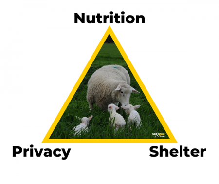 A triangle containing a photo of a ewe with 3 lambs and the words 'Nutrition', 'Privacy' and 'Shelter' at the three corners.