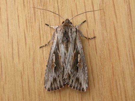 Southern armyworm moth on wooden surface