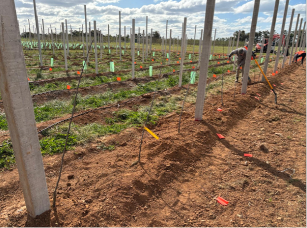  Plot of land with irrigated rows of newly planted fruit trees