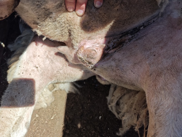 Udder showing mastitis scars.