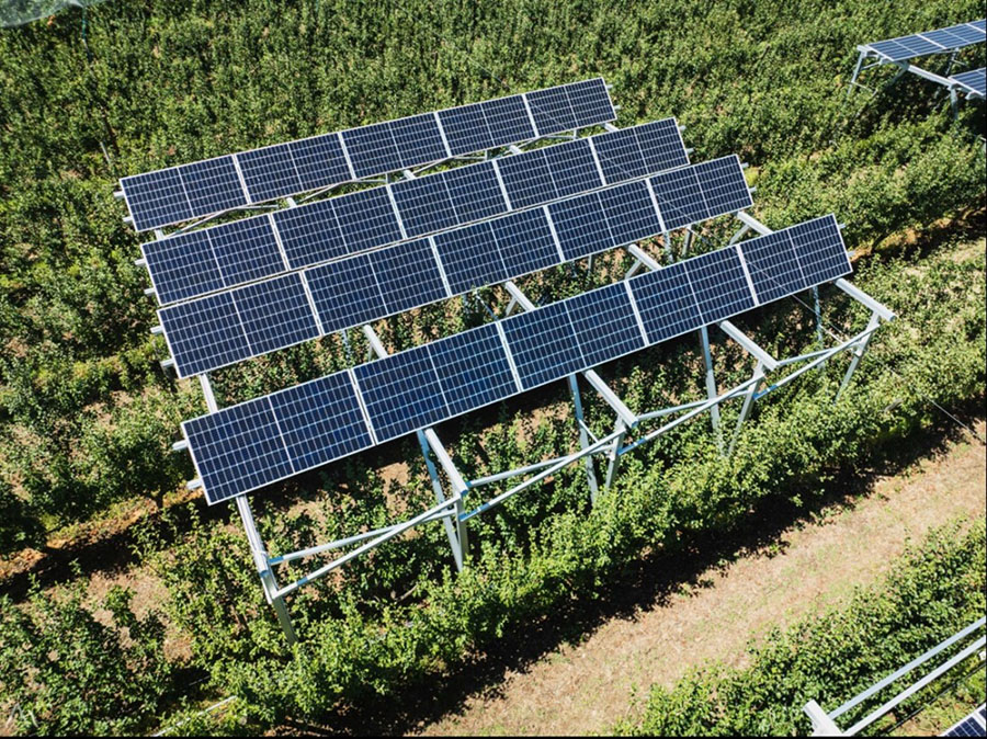 Photovoltaic panels over pear trees in an orchard at Tatura SmartFarm.