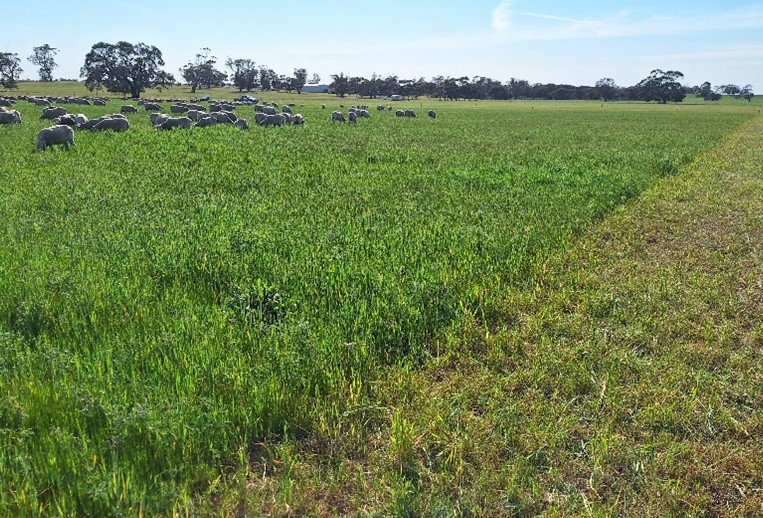 Rotational grazing boundary, and in the background a trailer-mounted electric fence energiser.