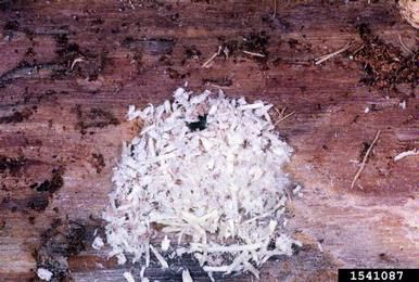 Pile of white, strawlike frass on ground.