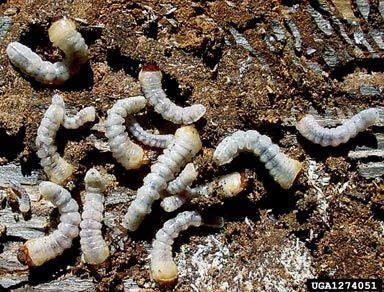 Yellow-tipped grey-white grubs on tree bark.