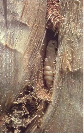 Figure 4: Burnt pine longhorn beetle pupa exposed from hiding place underneath bark. Brown pupa exposed in trunk where bark has been pulled away.