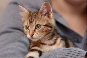 Young tabby kitten in owners arms