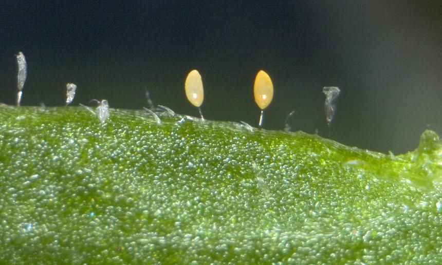 Close-up of 2 yellow tomato potato psyllid eggs attached to a green leaf surface, with fine leaf hairs visible.