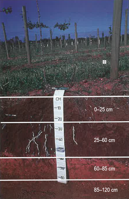 Side view of an excavated soil pit with white horizontal lines at 0, 25, 60, 85 and 120 cm, indicated rootzone depth.