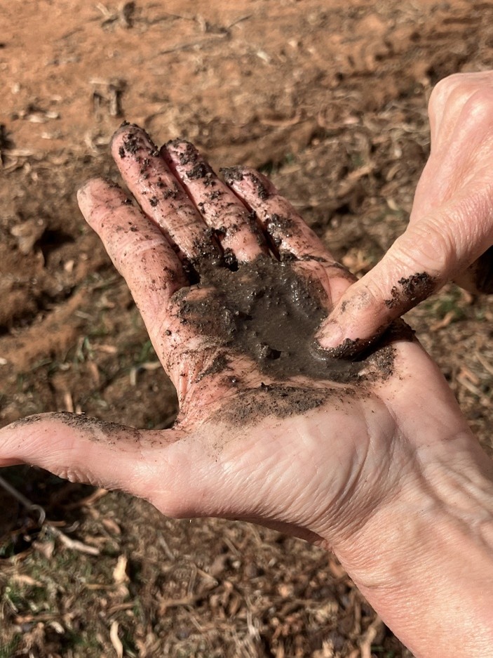 Puddling in the palm of a hand by adding water to the soil.