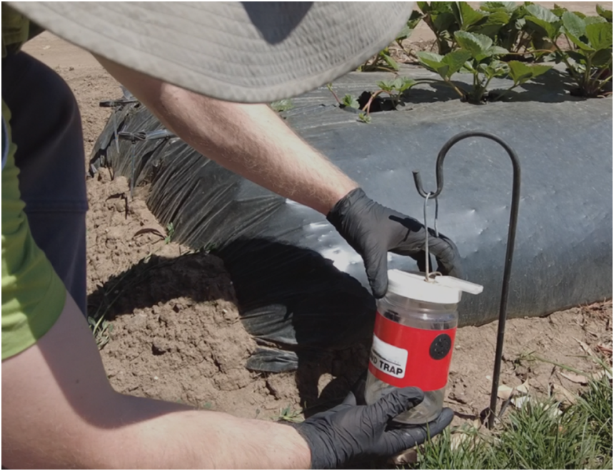 A man holds a red jar trap in a field