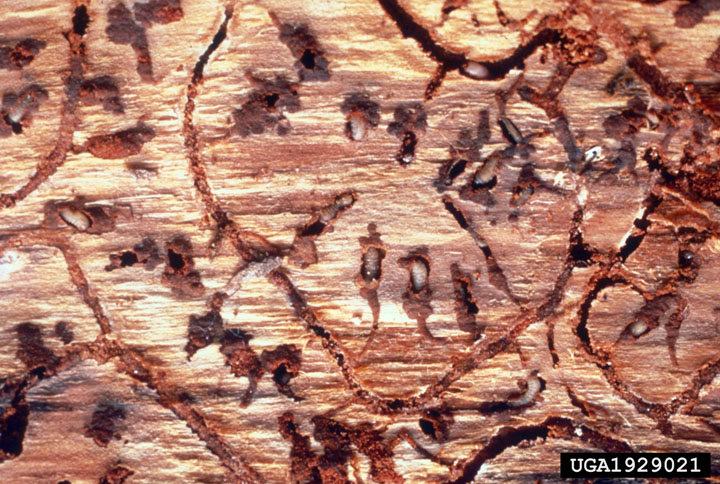 Exposed galleries formed by the southern pine beetle 