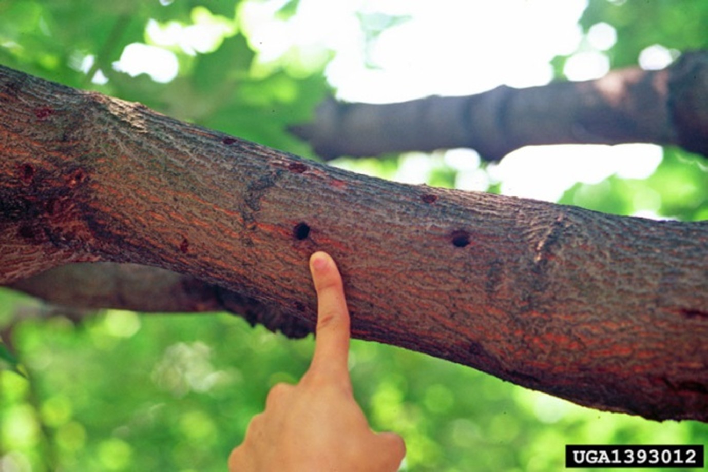 Tree branch with two small holes in the bark. A finger is pointing to one of the holes, showing a possible sign of insect activity. Green leaves are blurred in the background.