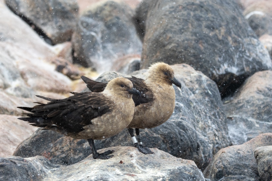Two south polar skuas standing on rocky shoreline rocks near splashing waves.