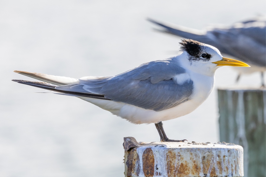 Crested tern perched on a weathered post near the shoreline.
