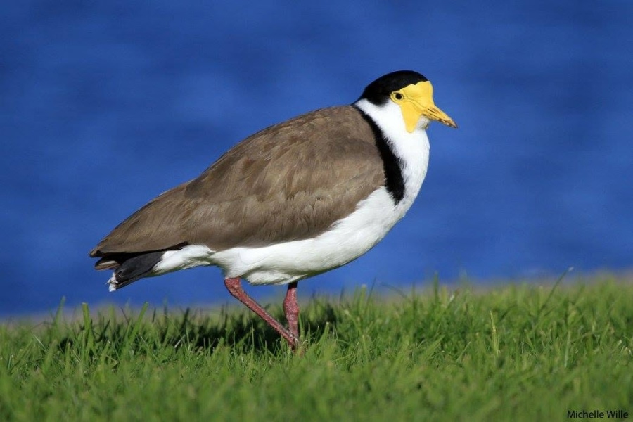 Masked lapwing standing on grassy ground with water in the background.