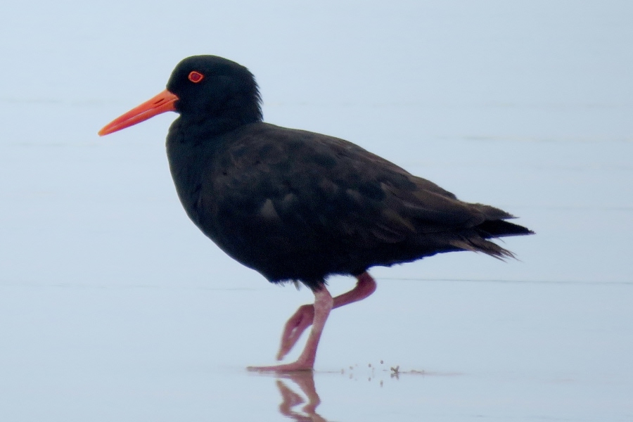 Sooty oystercatcher walking through shallow water along the shoreline.