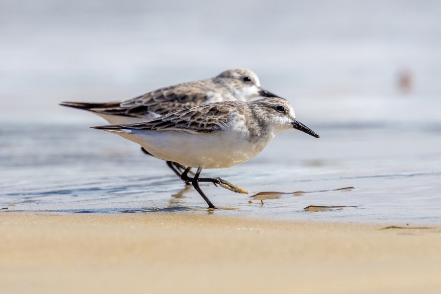 Red-necked stints wading along the water's edge on a sandy beach.