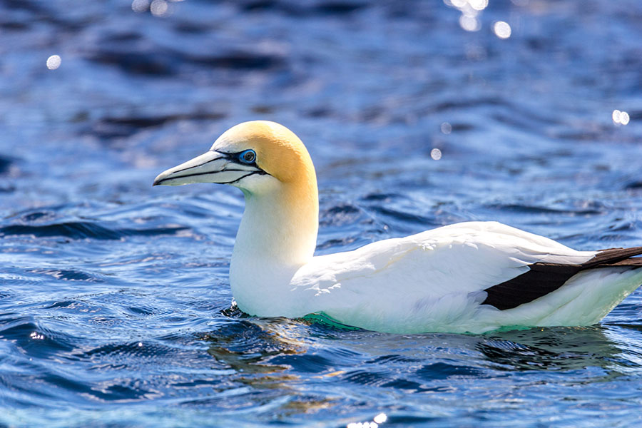 Australasian gannet. Photo: Andrew Geschke (Arthur Rylah Institute) Australasian gannet (Morus serrator) on water. Photo credit: Andrew Geschke, Arthur Rylah Institute.