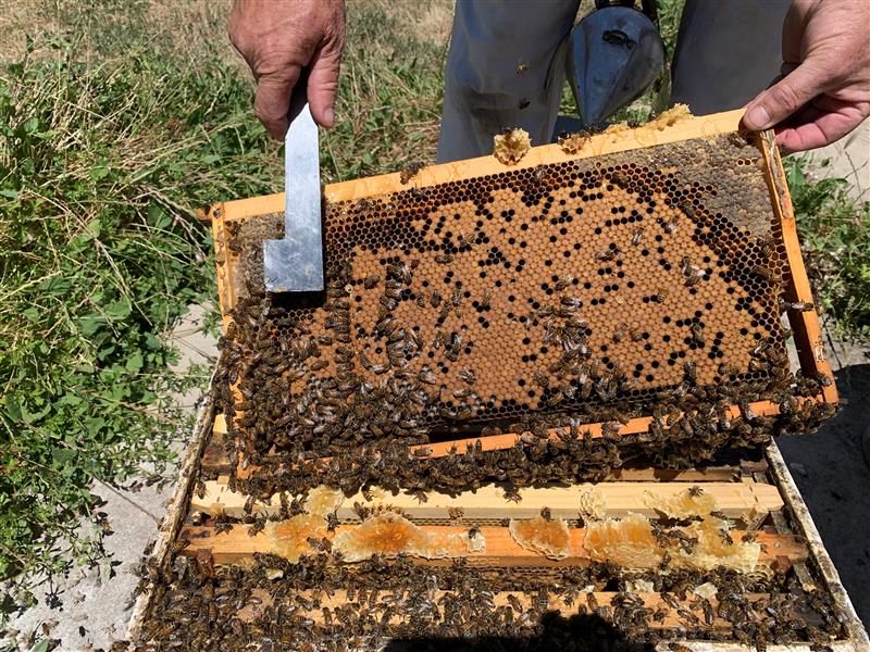 Beekeeper holding a frame of healthy capped brood covered with honey bees during a hive inspection