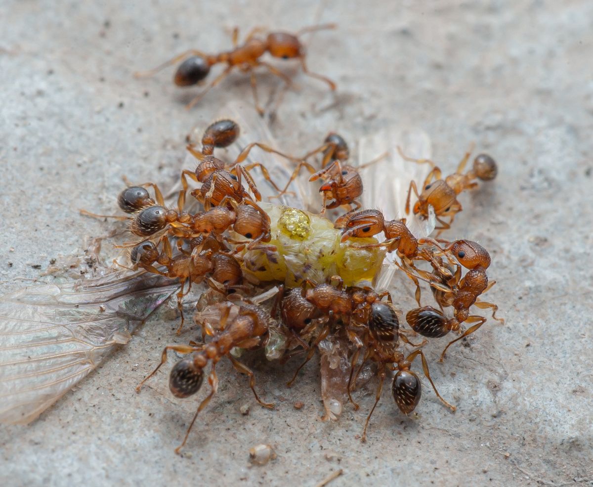 Many brown-bodied ants with darker abdomens swarming over food.