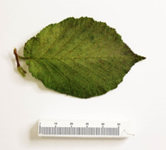 Greenish-brown leaf damaged by mites 