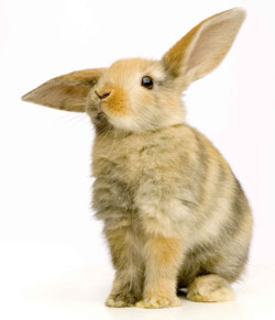 Pet rabbit with ears sticking out sideways