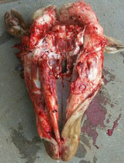 Skinned (ventral) sheep's head with tongue and soft tissues of throat removed
