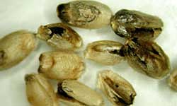 Photo of discoloured seeds