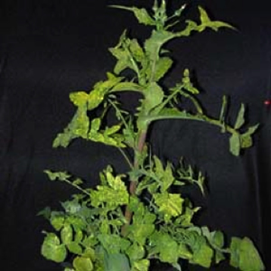 Photo of a sowthistle plant with bright yellow mosiac patches on the leaves