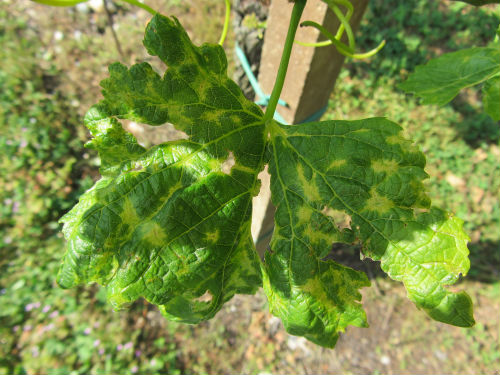 Symptoms of yellow mottling and leaf deformation on Vitis vinifera cv Pinot gris
