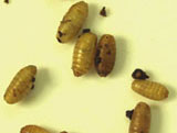 Cluster of brown pupal cases