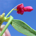 Camel thorn with deep pink flower and a long leaf