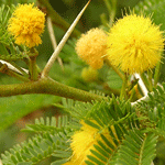 Karoo thorn with large white thorns, flat fern-like leaves and yellow ball-shaped flowers