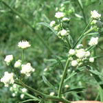 White flowers of parthenium weed