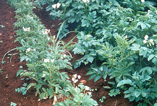 A row of plants with stunted growth next to a row of healthy plants