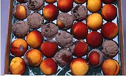 Tray of nectarines with varying degrees of brown rot