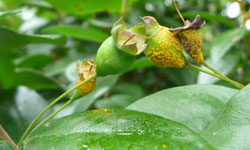 Common myrtle leaves with yellow spores growing on flower buds