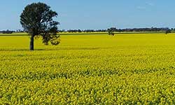 Field of yellow flowered canola with tree