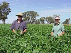 Full crop of waist-high soybean leaves with two farmers standing in the middle