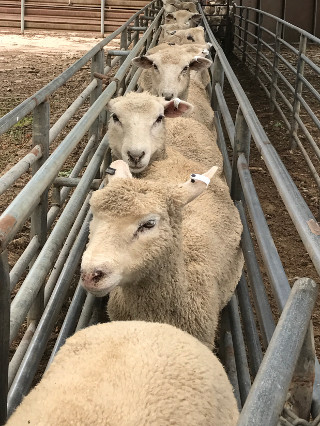 Lambs in a feedlot