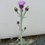 Purple headed flower of Illyrian thistle 