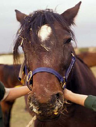 A horse with nasal discharge that's typical of strangles