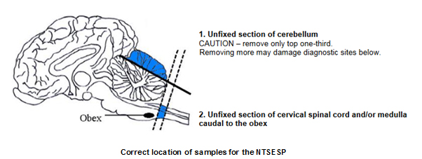 Diagram of a brain showing the correct location of samples for the NTSESP: 1. Unfixed section of cerebellum. CAUTION — remove only top one-third. Removing more may damage diagnostic sites below. 2. Unfixed section of cervical spinal cord and/or medulla caudal to the obex