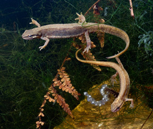 Two newts on branches with long tails 