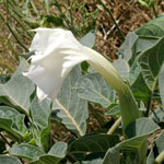 White flower of Thorn apple (recurved)