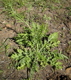 Parthenium weed rosette