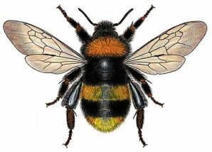 Large earth bumblebee Bombus terrestris queen is bigger and more heavily built than the drones, workers and other species of bees